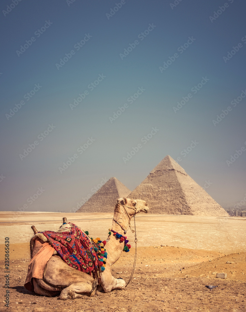 Fototapeta premium Wielbłąd z piramidami w Gizie w Egipcie