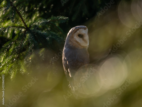 Barn owl  Tyto alba  sitting on a wooden fence. Forest in background. Barn owl portrait. Owl sitting on fence. Owl on fence.