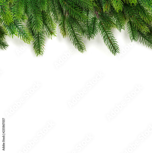 Christmas tree branches on white background as a border or template