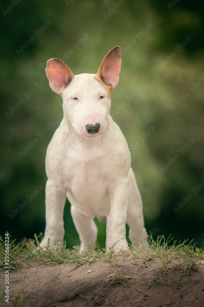 english bull terrier puppy outside english bull terrier puppy outside