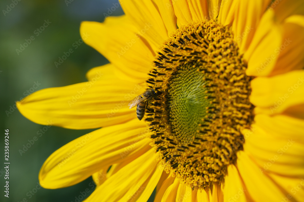 Obraz premium Bee and sunflower.