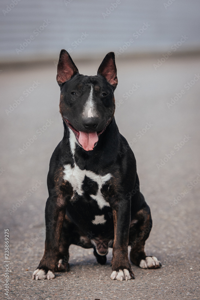miniature bull terrier miniature bull terrier