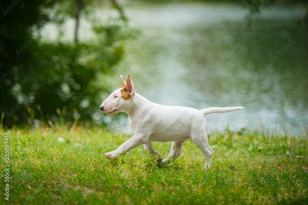 english bull terrier puppy outside english bull terrier puppy outside