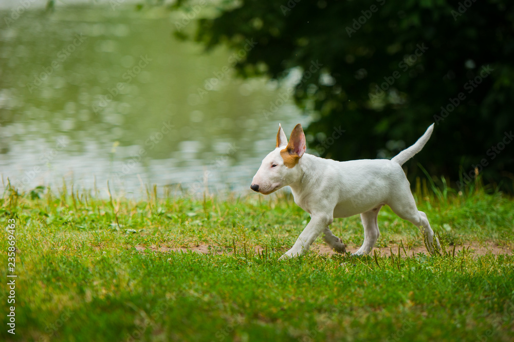 english bull terrier puppy outside english bull terrier puppy outside
