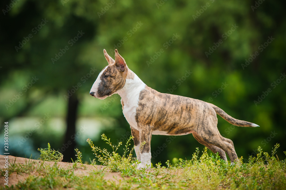standard english bull terrier puppy