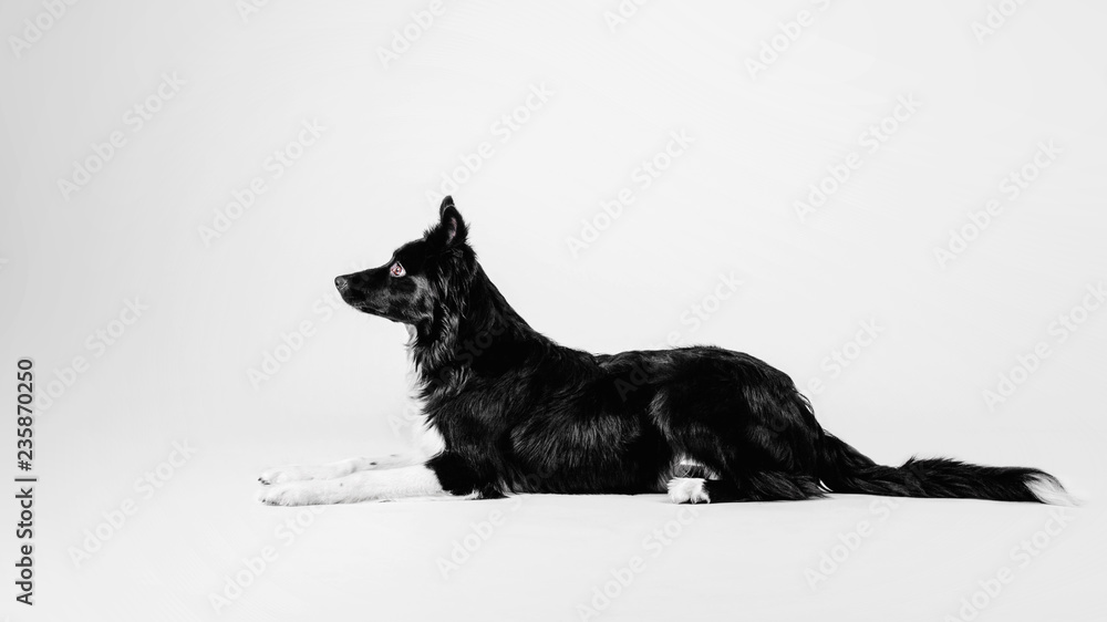Black and white border collie puppy lying on a white background in studio Black and white border collie puppy lying on a white background in studio