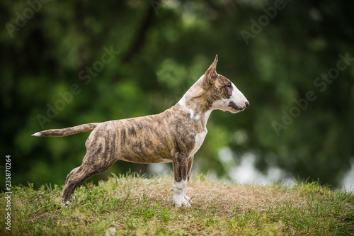 Fototapeta Naklejka Na Ścianę i Meble -  standard english bull terrier puppy