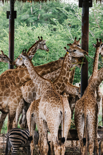 Photography A group of giraffes in an outdoor zoo
