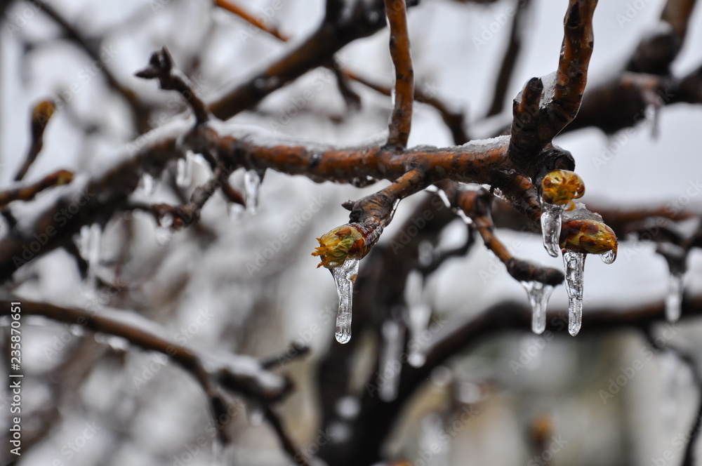 Concept of bad weather condition, frost and agriculture disaster.
Ice on branch with spring buds. Damage to the orchard Concept of bad weather condition, frost and agriculture disaster.
Ice on branch with spring buds. Damage to the orchard
