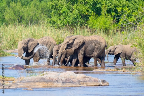 Elephant herd crossing a small river
