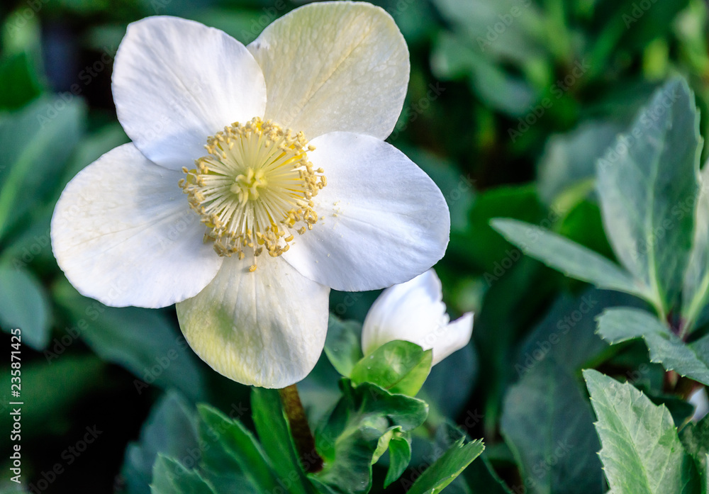 Early-blooming Hellebores, sometimes known as the Christmas or Lenten rose Early-blooming Hellebores, sometimes known as the Christmas or Lenten rose