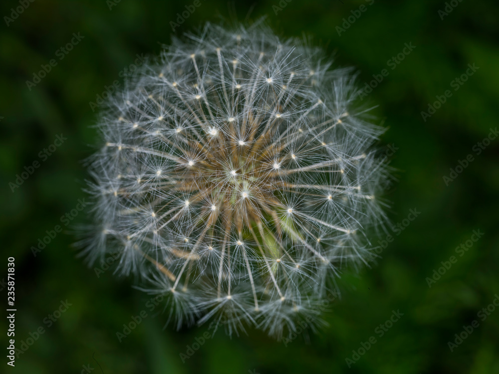 Naklejka premium Fruit of Taraxacum officinale (Family: Asteraceae, also called Compositae). Common name: common dandelion, or dandelion.