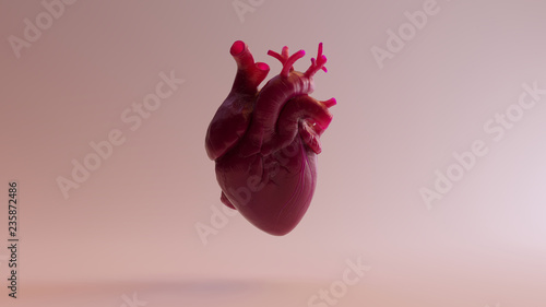 Pink Anatomical Heart 3d illustration 3d render photo