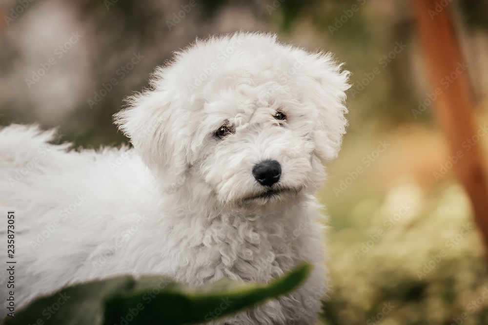 Hungarian puli puppy