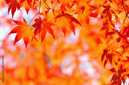 秋色　紅葉