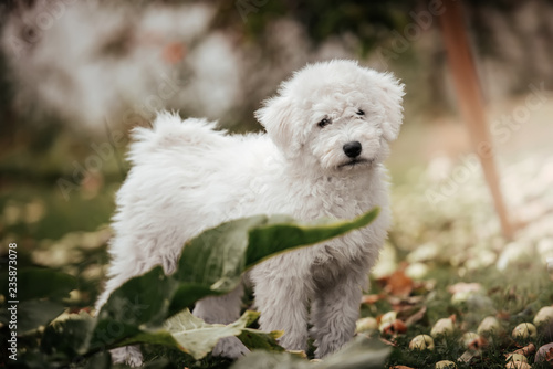 Hungarian puli puppy © Alexandra