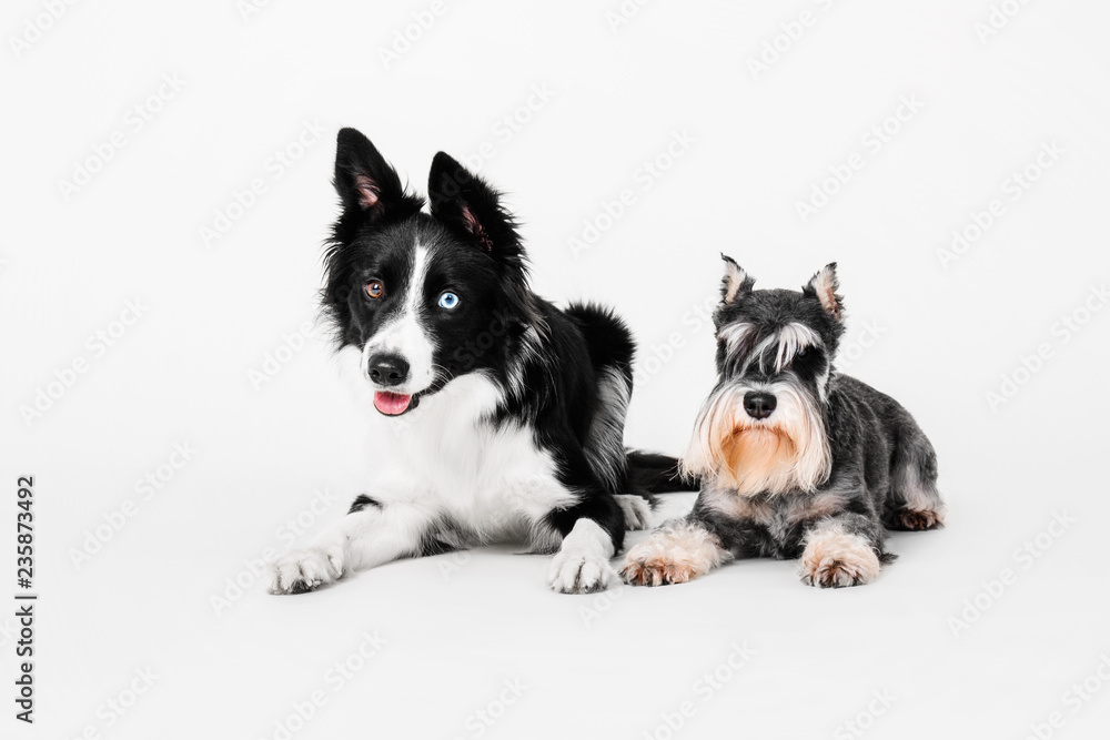 Border Collie and miniature schnauzer dogs on a black background