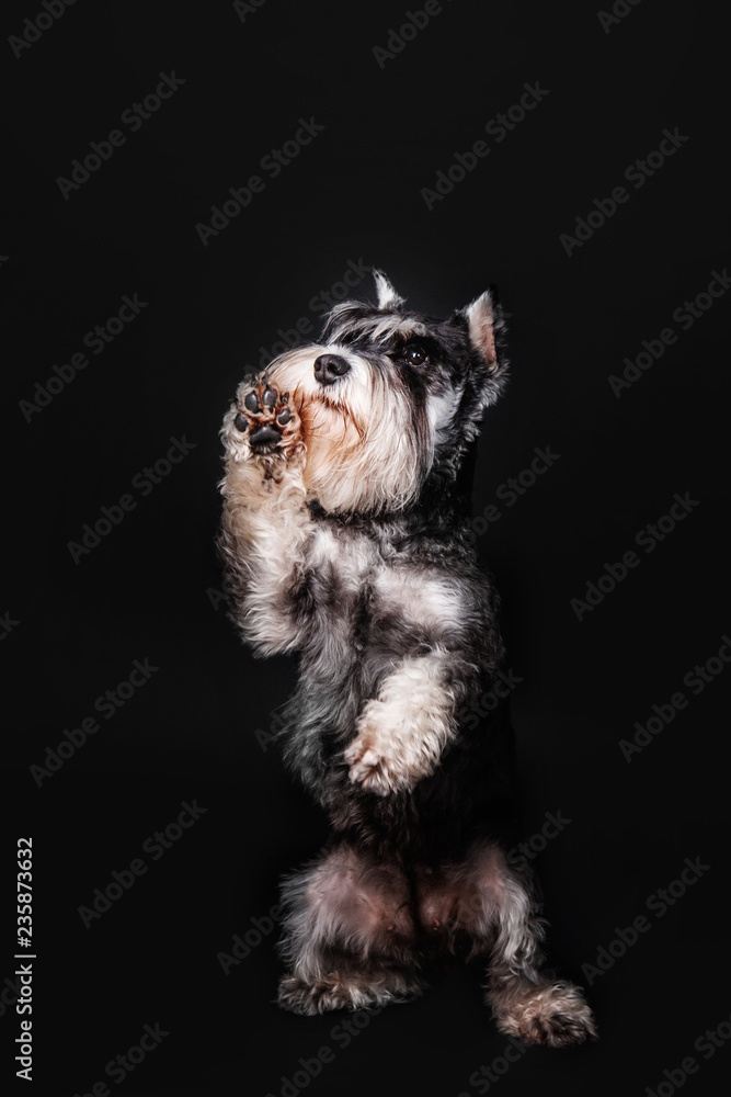 Miniature Schnauzer dog on black background