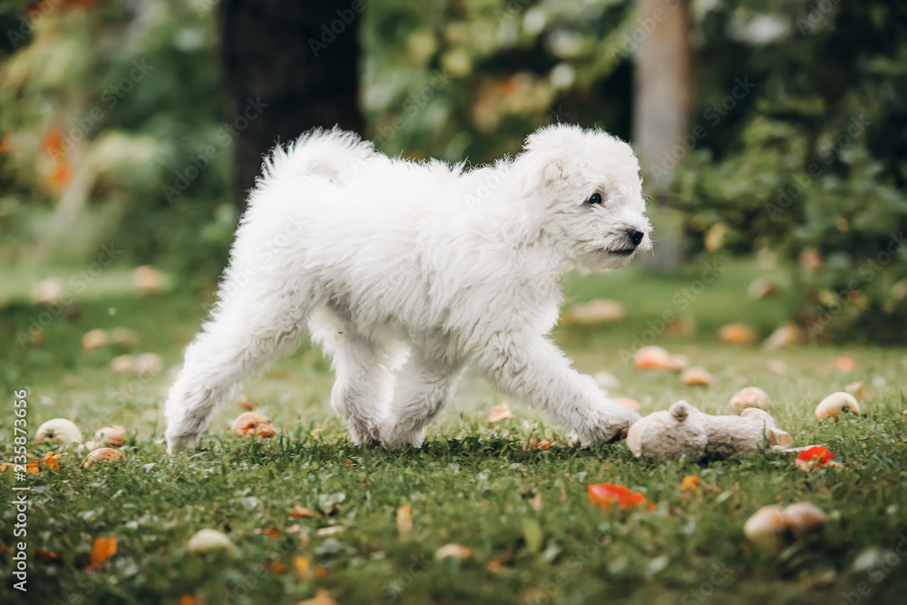 Hungarian puli puppy Hungarian puli puppy