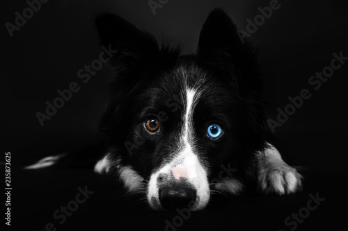 Border Collie dog on a black background. Cut out. Isolated