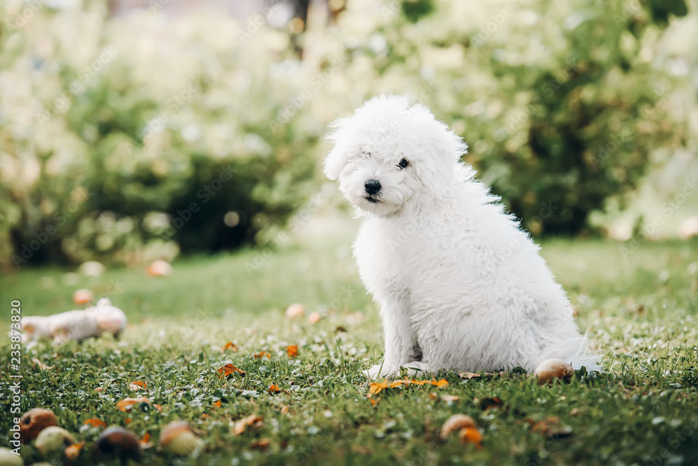 Hungarian puli puppy Hungarian puli puppy