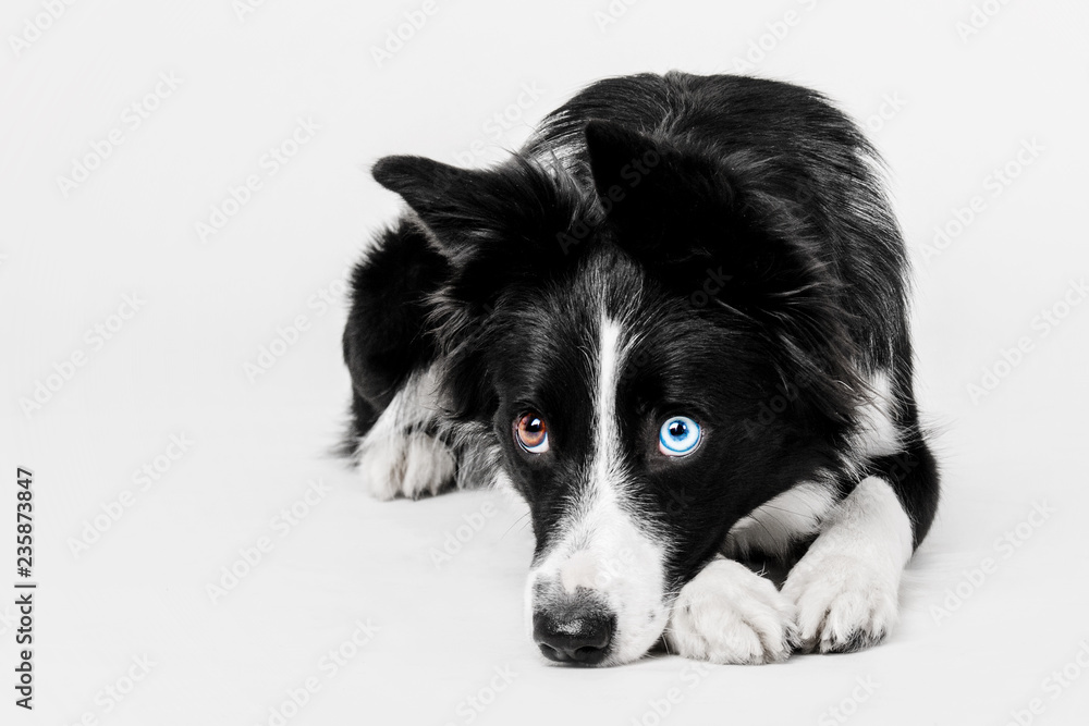 Fototapeta premium Border collie dog on white background