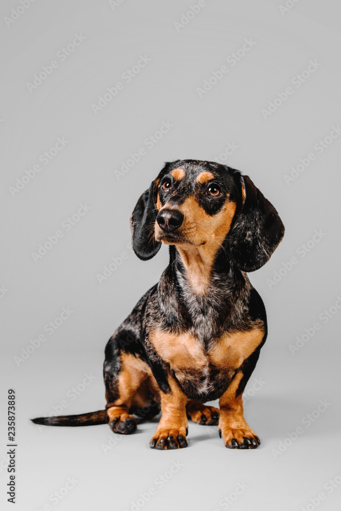 Beautiful marble dachshund standing on a gray background