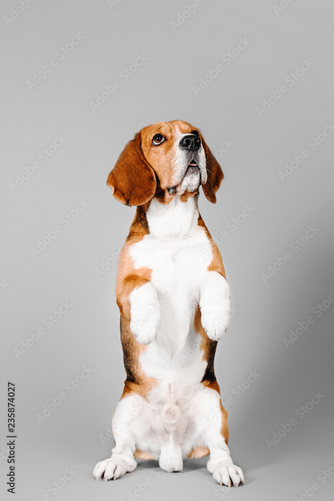 Beautiful beagle dog on a gray background