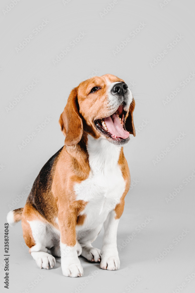 Beautiful beagle dog on a gray background