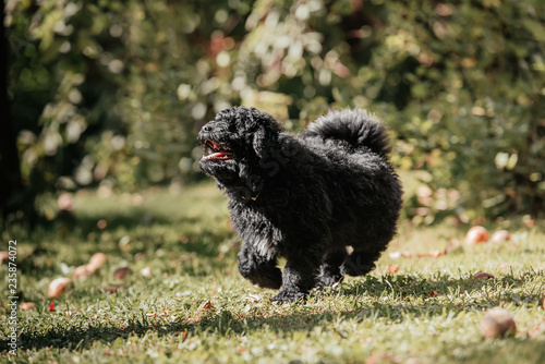 Hungarian puli puppy