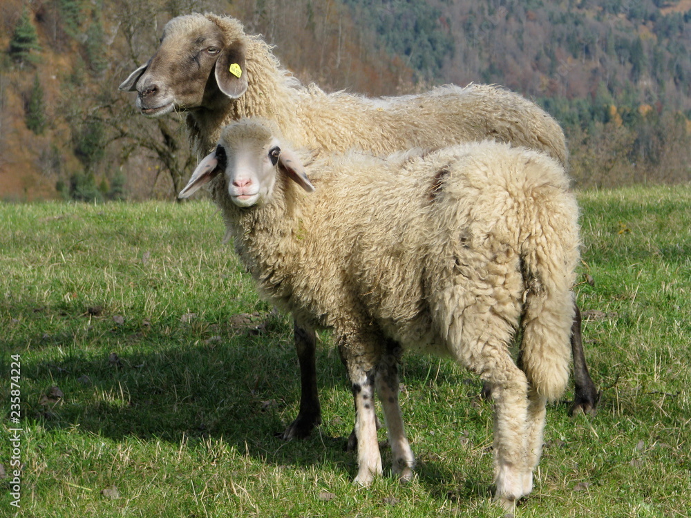 Milk Sheep - Frauenstein - Austria Milk Sheep - Frauenstein - Austria