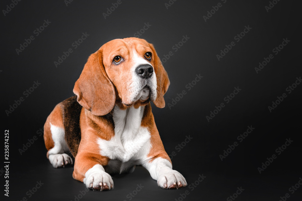 Beautiful beagle dog lying on a black background