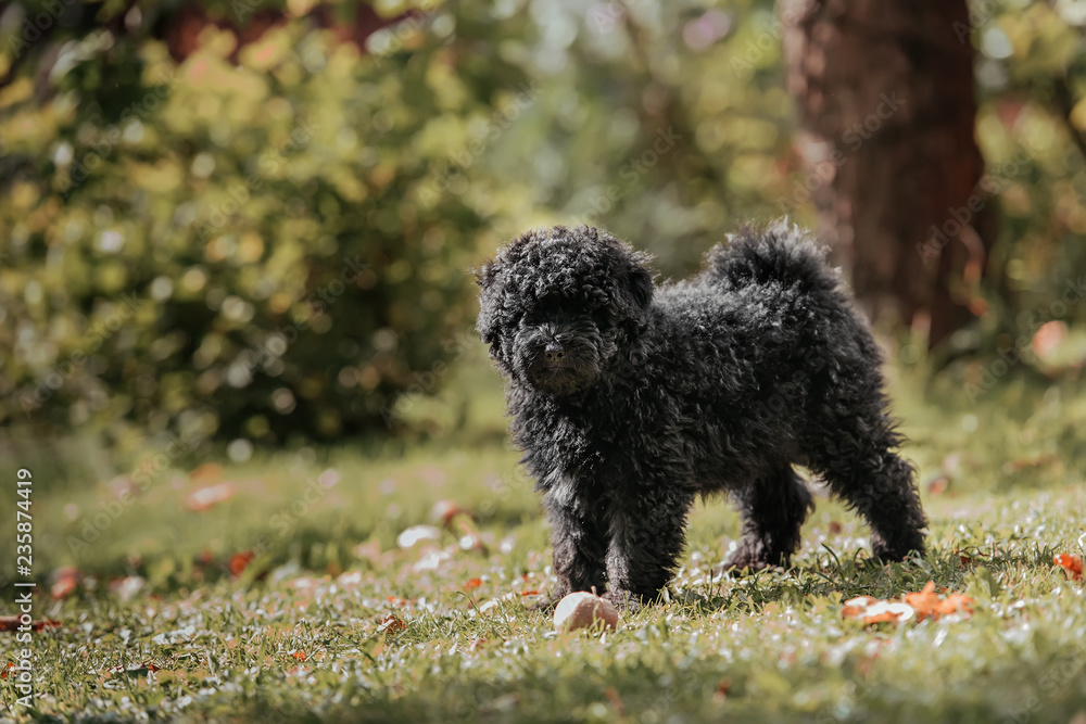 Hungarian puli puppy