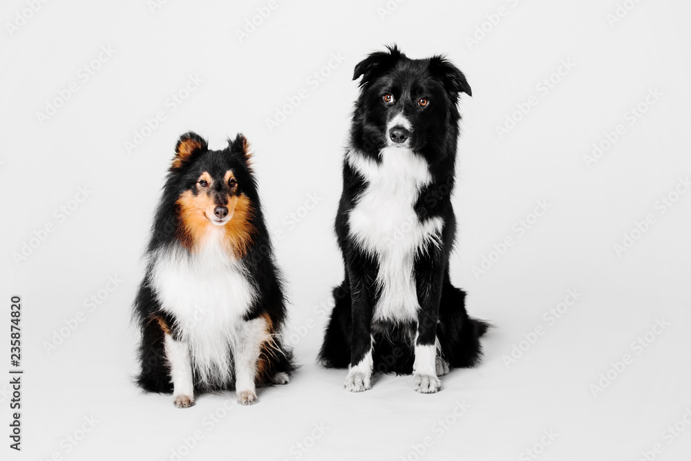 Border collie and shetland sheepdog sitting on a white background Border collie and shetland sheepdog sitting on a white background