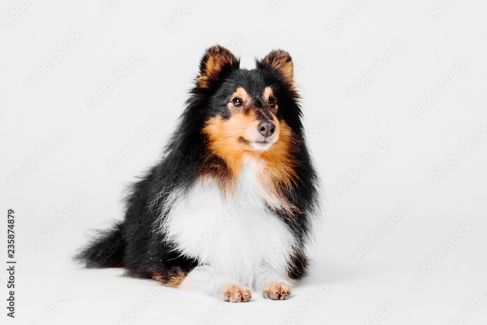 Shetland Sheepdog on a white background Shetland Sheepdog on a white background