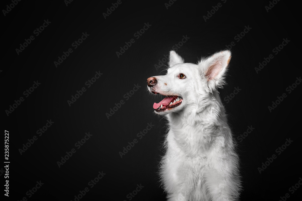 White dog mixed breed on a black background in the studio