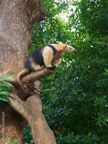 The southern tamandua on tree, also called the collared anteater or lesser anteater