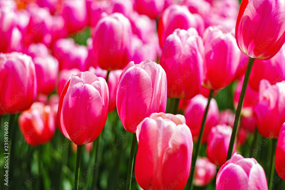 Fototapeta premium Pink tulips
