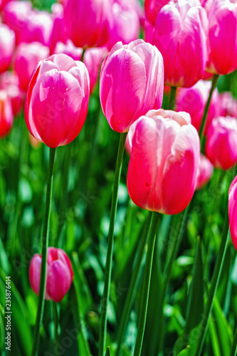 Pink tulips