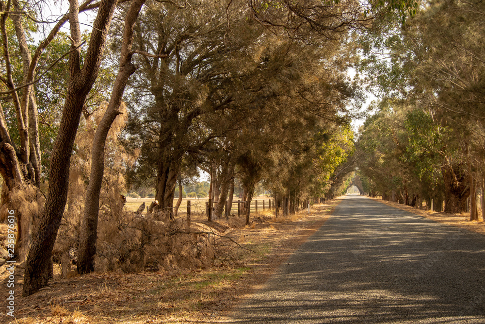 Road Landscape outback trees sun light Perth Road Landscape outback trees sun light Perth