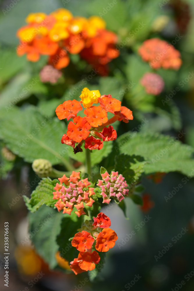 Shrub verbena flower Shrub verbena flower