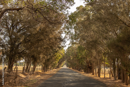 Road Landscape outback trees sun light Perth © Maria