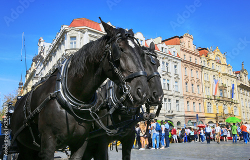 Two black horses waiting to walk in the Old Town of Prague