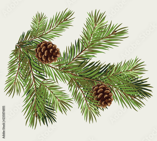 Vector branch of Christmas tree with pine cone and collection of decorations