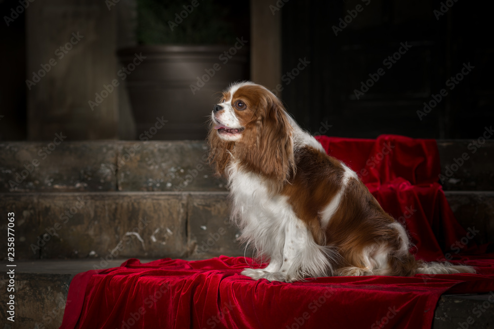 cavalier king charles spaniel studio