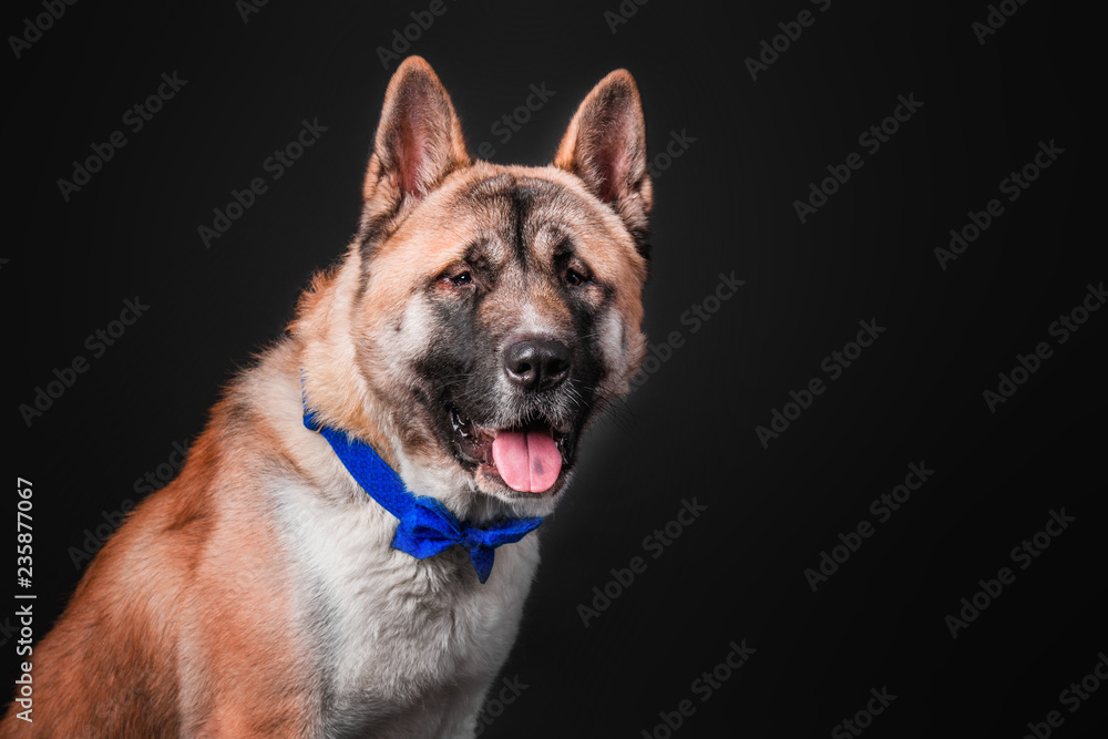 American akita dog portrait on black background