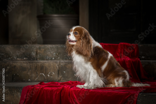 cavalier king charles spaniel studio