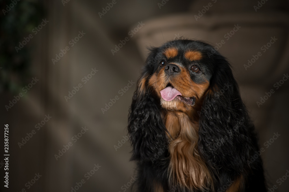 cavalier king charles spaniel studio