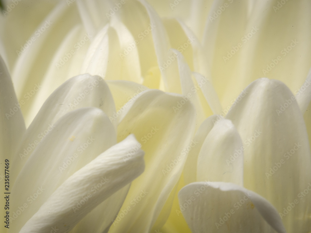 Chrysanthemum Close Up Chrysanthemum Close Up