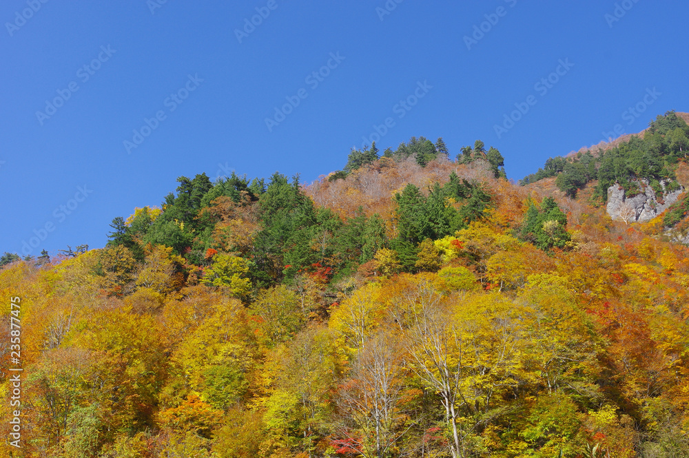 奥志賀高原の紅葉